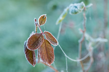 Frozen Brown Leaves Detail