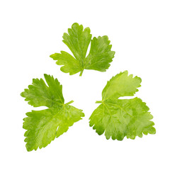 Coriander bunch isolated on white