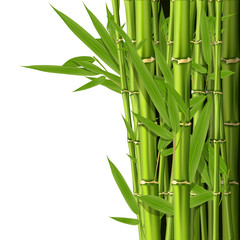  Zielony bambus wywodzi się z liści - gaj tle
