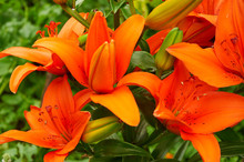 Bright Orange Lily Flowers