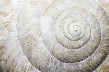 Macro Of A Snail Shell