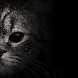 Fototapeta Koty - dark muzzle cat close-up. front view