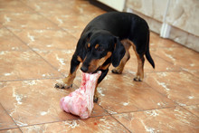 Small Dog Chewing On Big Bone