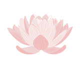 Pink lotus flower vector, fiore di loto rosa vettoriale