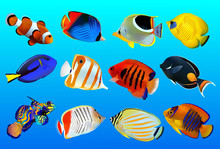 Group Of Fishes On A Blue Background