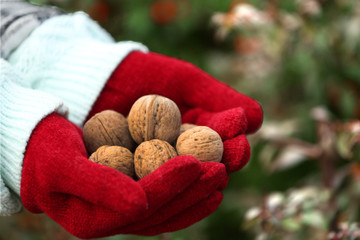 Wall Mural - Hands in red mittens holding walnuts on natural blurred background