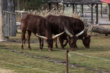 Fototapeta Konie - African Watusi Bull