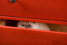 Cat Hiding In The Red Wooden Drawer