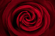 Close up red rose