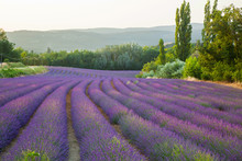 Fields Of Lavender Provence France