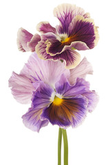 Wall Mural - pansy