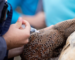 Wall Mural - Veterinarian applying injection to chicken