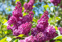 Flowering Branch Of Lilac