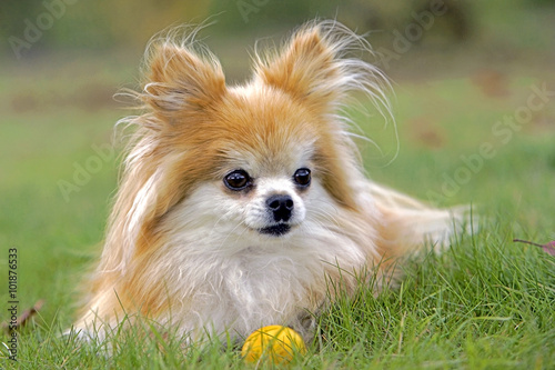 Obraz w ramie Pomeranian Dog with toy in grass