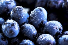 Ripe Bunch Of  Blue Grapes Closeup With Shining Water Drops