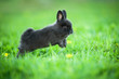 Little black rabbit jumping in the grass in summer