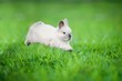 Little siamese rabbit running on the field in summer
