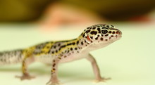 Juvenile Leopard Gecko With Shallow Depth Of Field