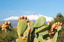 Prickly Pear Plant With Fruits And Volcano Etna Covered With Snow In Background