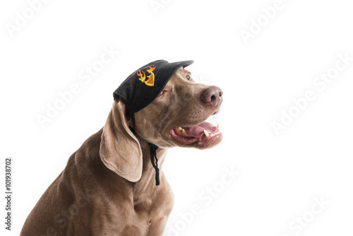 Cane di razza Weimaraner con berretto  © vpardi