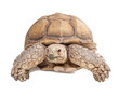 Sulcata Tortoise Crawling Forward