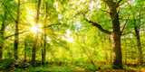 Fototapeta Krajobraz - Lichtung im Wald mit Sonnenstrahlen