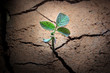 Global Warming,Plant in dried cracked mud.