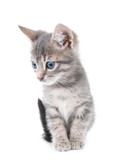 Fototapeta Koty - Cute little grey kitten, isolated on white
