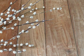 Wall Mural - pussy willow flowers on a wooden floor