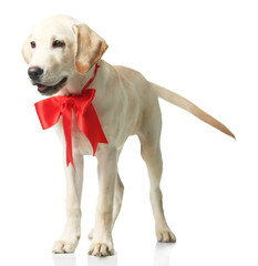 Canvas Print - Beautiful Labrador retriever with red bow isolated on white background