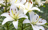 White Lily flowers in a garden, shallow DOF