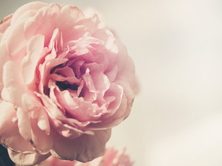 Soft focus photo of beautiful single pink rose .Vintage style photo and filtered process.