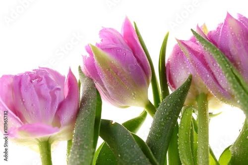 Naklejka na kafelki Tulipany