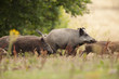chasse sanglier mammifère cochon sauvage battue chasseur animal
