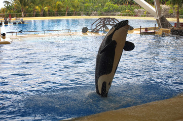 Whales show in Loro Parque