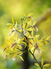 Wall Mural - Yellow Orchid