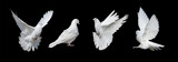 Fototapeta Tulipany - Four white doves