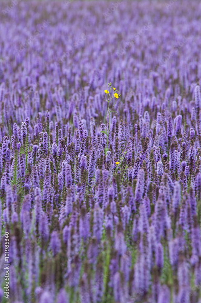 beautiful purple field of Agastache with one yellow flower - obrazy, fototapety, plakaty 