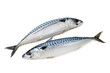 pair mackerels on a white background isolated