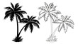 Tropical Palm Trees, Black Silhouettes and Outline Contours Isolated on White Background. Vector