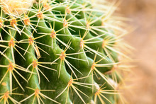 Macro On Thorns Of Cactus