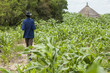 millet farming in South Sudan