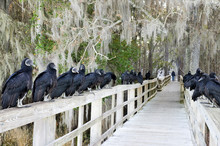 Racketeers. Black Vultures Waiting For Handouts From Sitting On