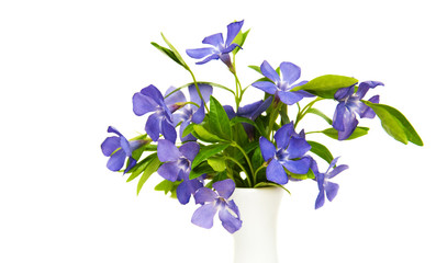 Poster - Blue Perwinkle flowers