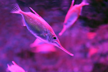 Snipefish Underwater