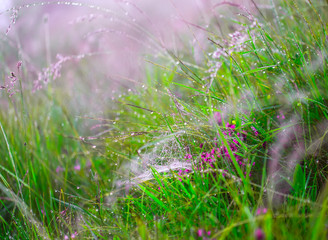 Wall Mural - Spider web covered by dew on the wild field.