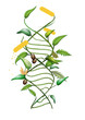 © ismogismo - DNA spiral, symbol med genmodifierade växter