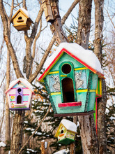 Birdhouse In A Tree Close Up