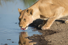 One Female African Lion Drinking Water In Ndutu, Serengeti, Tanzania