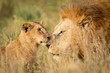 Young Lion cub greeting a large male Lion in the Serengeti, Tanzania